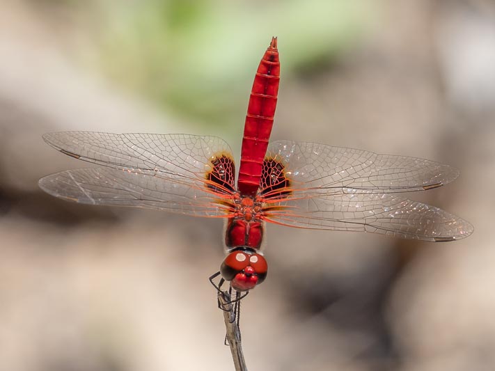 Aethriamanta circumsignata male-4.jpg